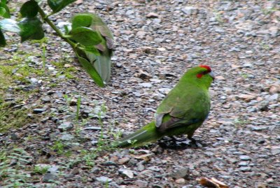 Red-crowned Parakeet.JPG