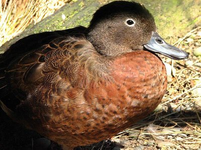 Brown Teal 2 Medium1.jpg