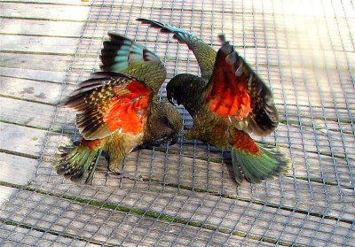 2 Keas wings2 Medium1.jpg