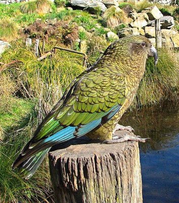Kea 93 Medium1.jpg