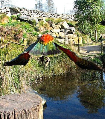 Kea tail view4 Medium1.jpg