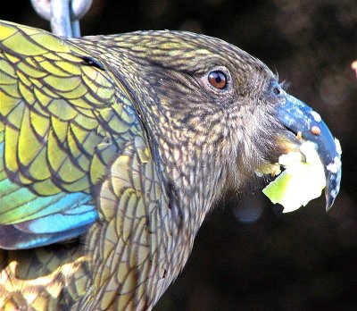 Kea tucker 22 Medium1.jpg