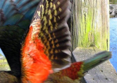Kea Wings Small.jpg