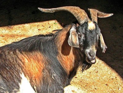 Anglo Nubian Goat Rare Breed.1.