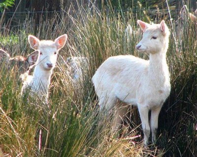 Fallow Deer Fawns.1 Small.