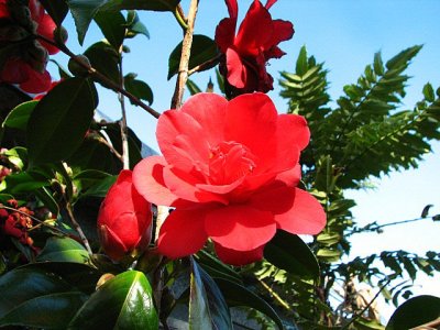 Camellia Macro.JPG