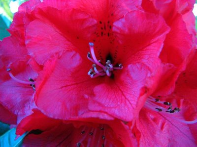 Rhododendron close up.JPG