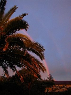 Palm  rainbow.jpg