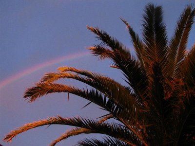 Rainbow  Palm 2.JPG