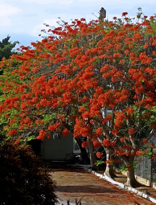 flamboyn Patio Hotel Pedernales