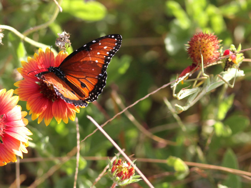 Peveto Woods, Queen Butterfly and Praying Mantis