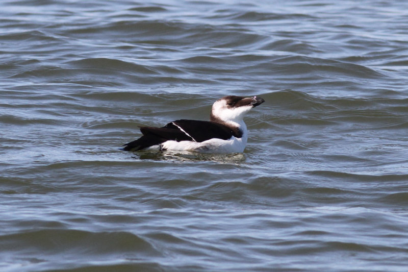 Razorbill, Cameron, LA, Feb 14, 2013