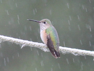 Peveto Woods, Calliope Hummingbird