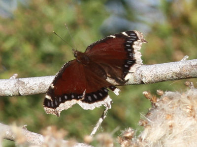 Peveto Woods, Mourning Cloak Butterfly