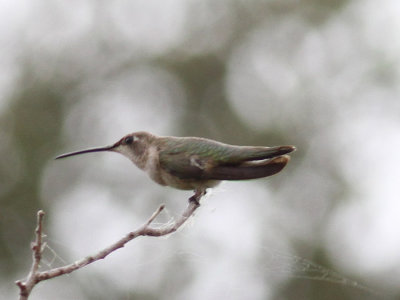 Camp Briar Patch, Black-chinned Hummingbird
