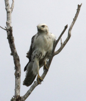 Cameron Parish, young Krider's Red-tailed Hawk