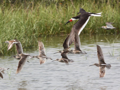 shorebirds.flight.jpeg