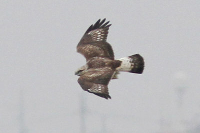 Rough-legged Hawk, Fourchon Beach, LA, 11/28/12