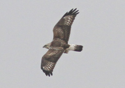 Rough-legged Hawk, Fourchon Beach, Nov 28, 2012