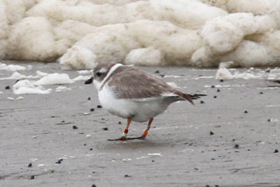 Piping Plover, Fourchon Beach, 2012