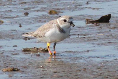 Piping Plover on west jetty flats