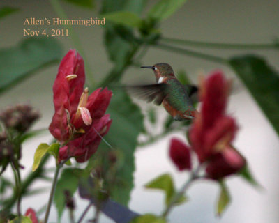 Allen's Hummingbird, 11/4/11
