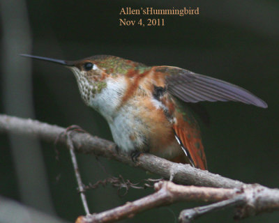Allen's Hummingbird, 11/4/11