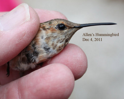Allen's Hummingbird, banded 12/4/11