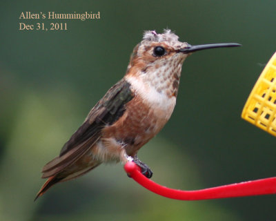 Allens Hummingbird, 12/31/11