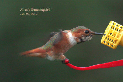 Allen's Hummingbird, 1/25/12