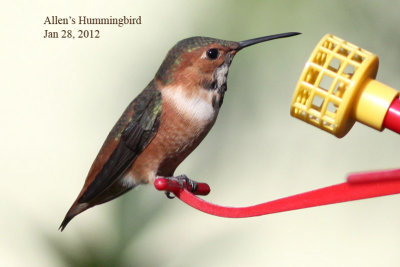 Allens Hummingbird, 1/28/12