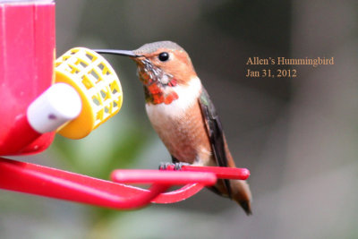 Allen's Hummingbird, 1/31/12