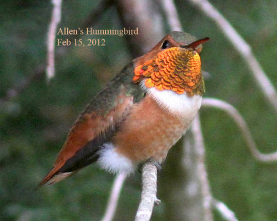 Allen's Hummingbird, 2/15/12