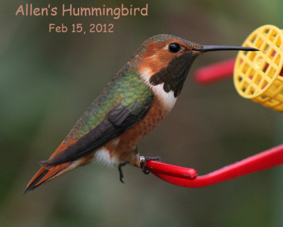 Allen's Hummingbird, 2/15/12, last day seen