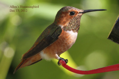 Allen's Hummingbird, 12/13/12, 1st day back