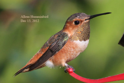 Allen's Hummingbird, 12/13/12, 1st day back