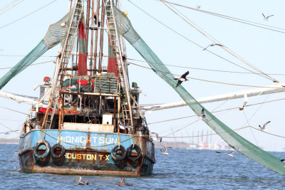 Pomarine Jaeger coming into the gulls around the shrimp boat.