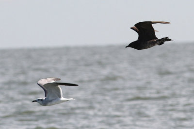 Parasitic Jaeger #1, chasing Laughing Gull