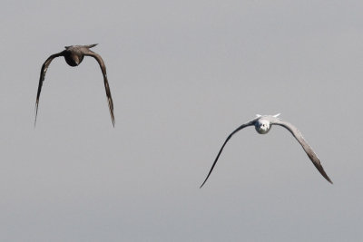Parasitic Jaeger #1, chasing Laughing Gull