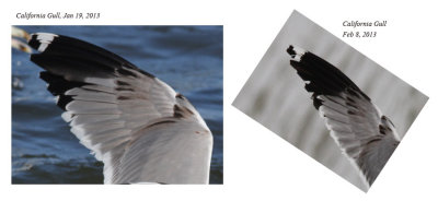 Same California Gull wing comparison