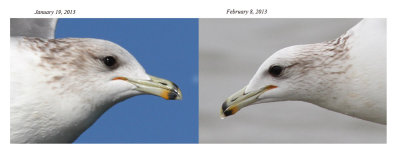 Same California Gull head comparison