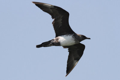 Pomarine Jaeger #2, Cameron, La