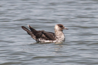 Pomarine Jaeger #2, Cameron, La