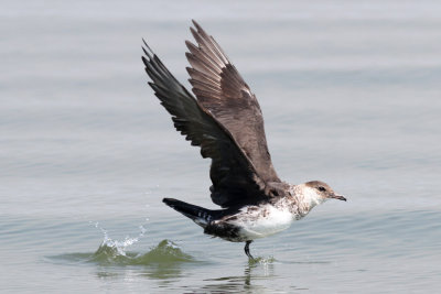 Pomarine Jaeger #3, Cameron, La