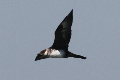 Pomarine Jaeger #4, Cameron, La