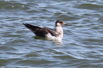 Pomarine Jaeger #8, Cameron, La