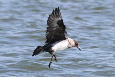 Pomarine Jaeger #8, Cameron, La