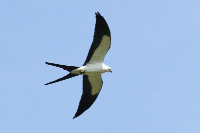 Intracoastal City Site, Individual Swallow-tailed Kites