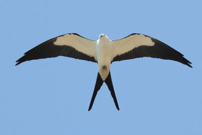 Swallow-tailed Kite #1, Intracoastal City, LA