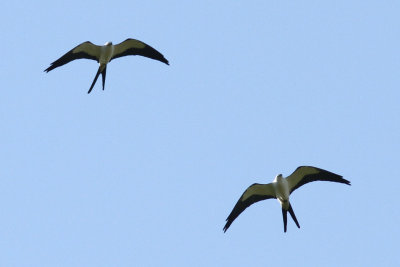 Swallow-tailed Kite #2, Intracoastal City, LA